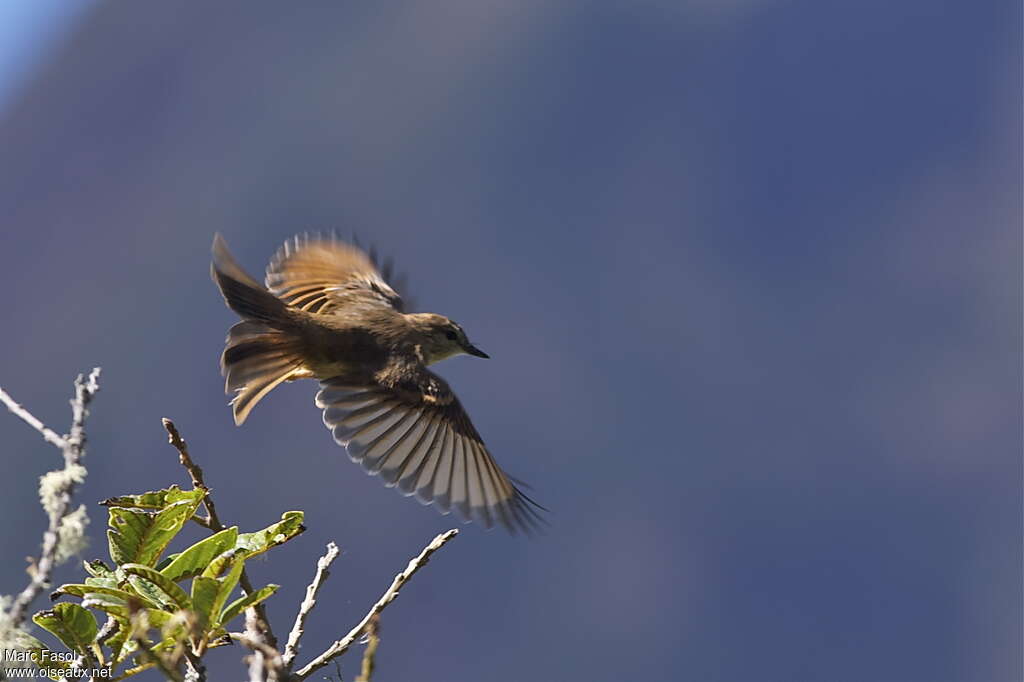 Rufous-bellied Bush Tyrantadult, Flight