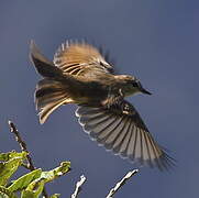 Rufous-bellied Bush Tyrant