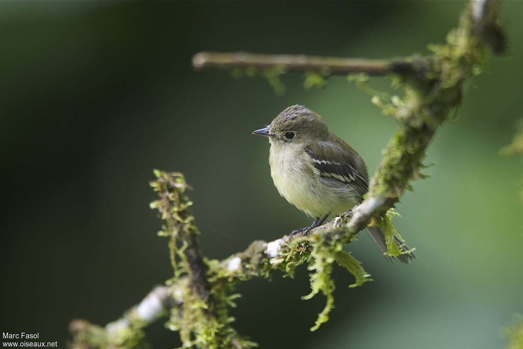 Moucherolle à ventre jauneadulte, habitat, pigmentation