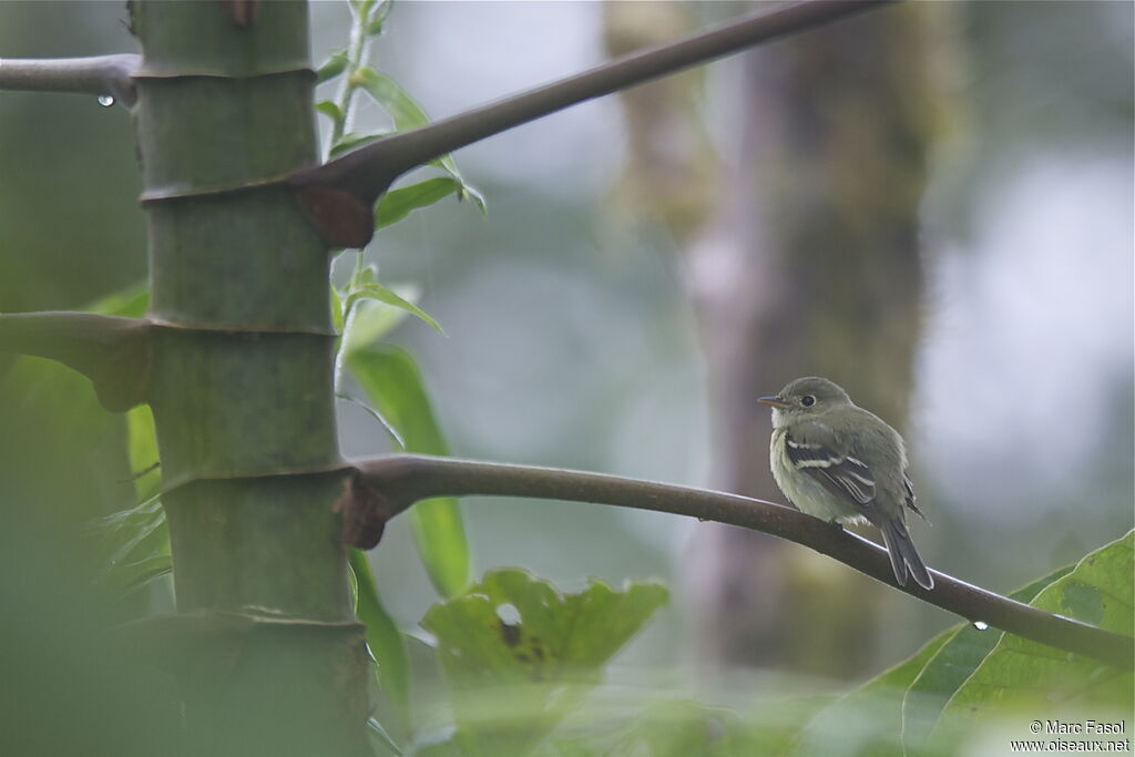 Yellow-bellied Flycatcheradult, identification