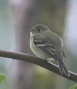 Yellow-bellied Flycatcher