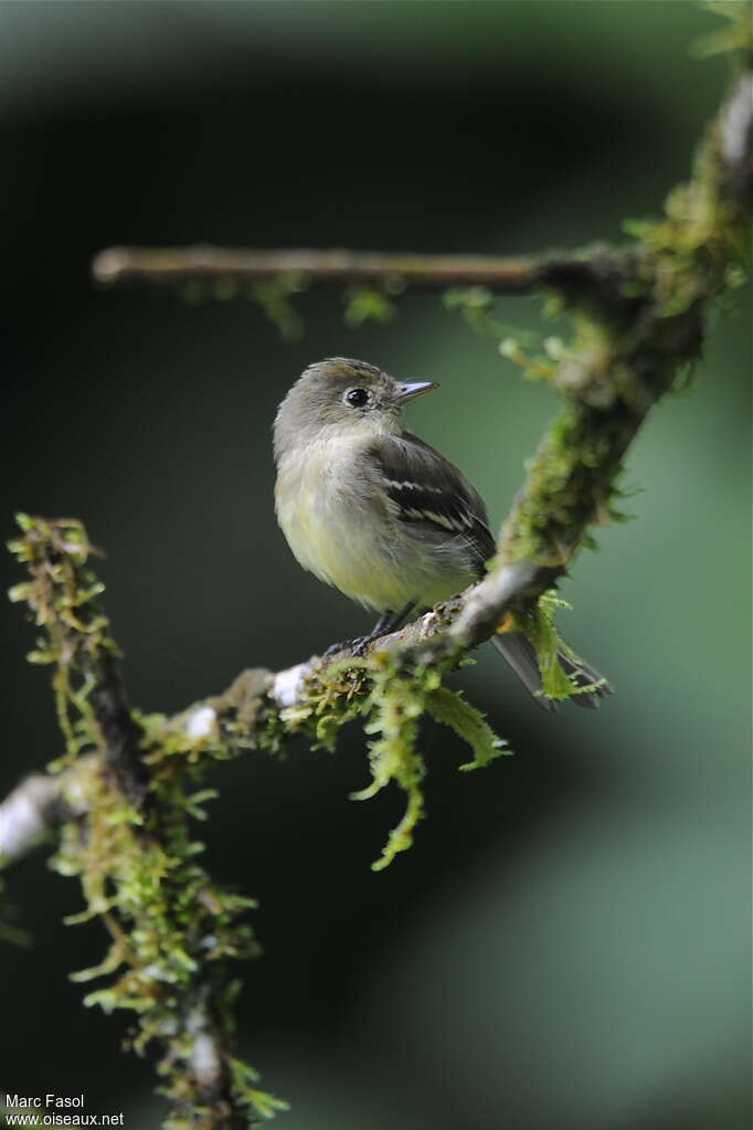 Moucherolle à ventre jauneadulte, identification