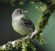 Yellow-bellied Flycatcher