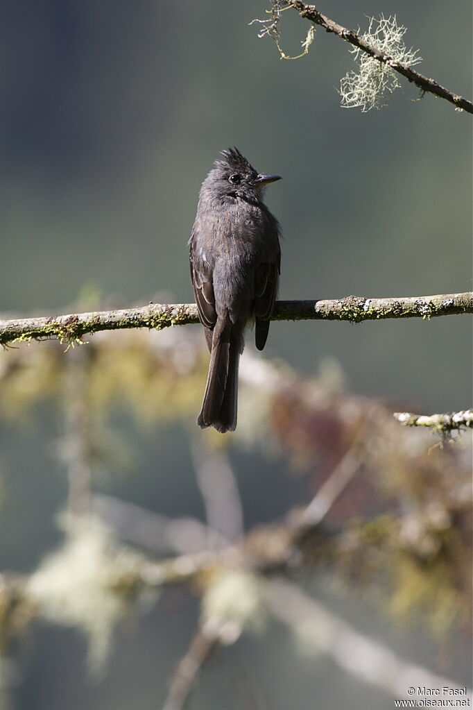 Smoke-colored Peweeadult, identification