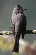 Smoke-colored Pewee