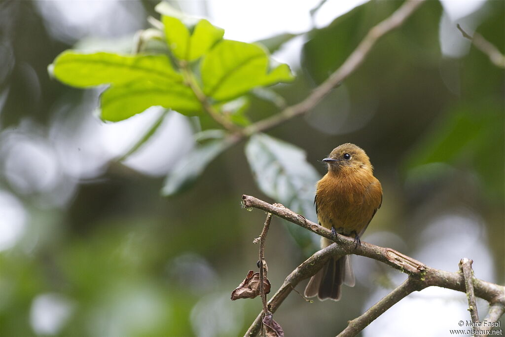 Cinnamon Flycatcheradult, identification