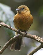 Cinnamon Flycatcher