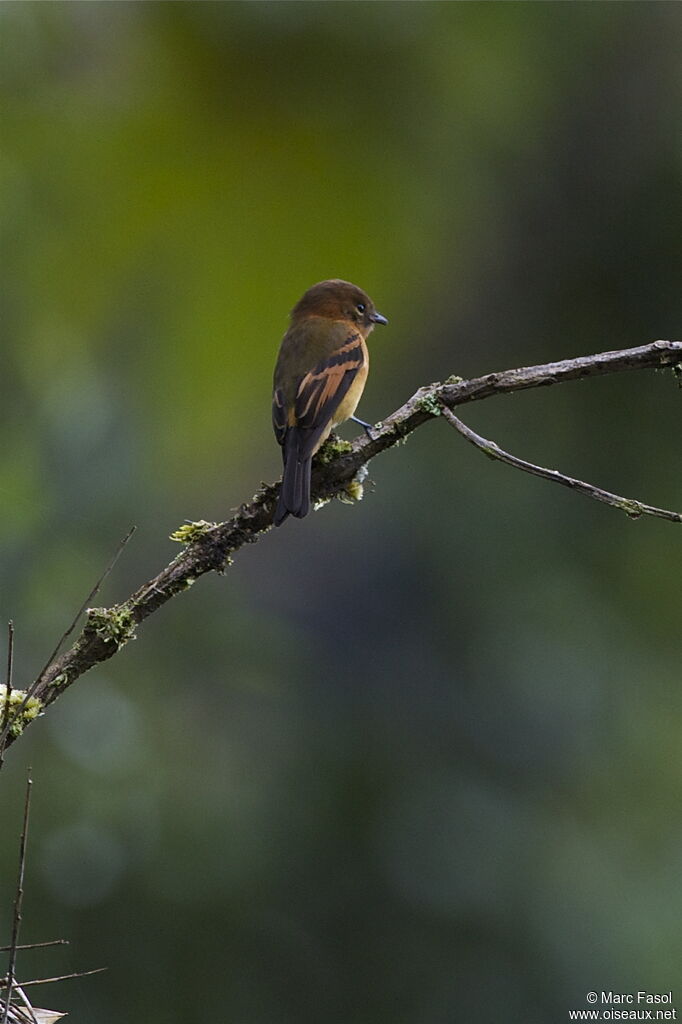 Cinnamon Flycatcheradult, identification