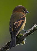 Cinnamon Flycatcher