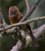 Cinnamon Flycatcher