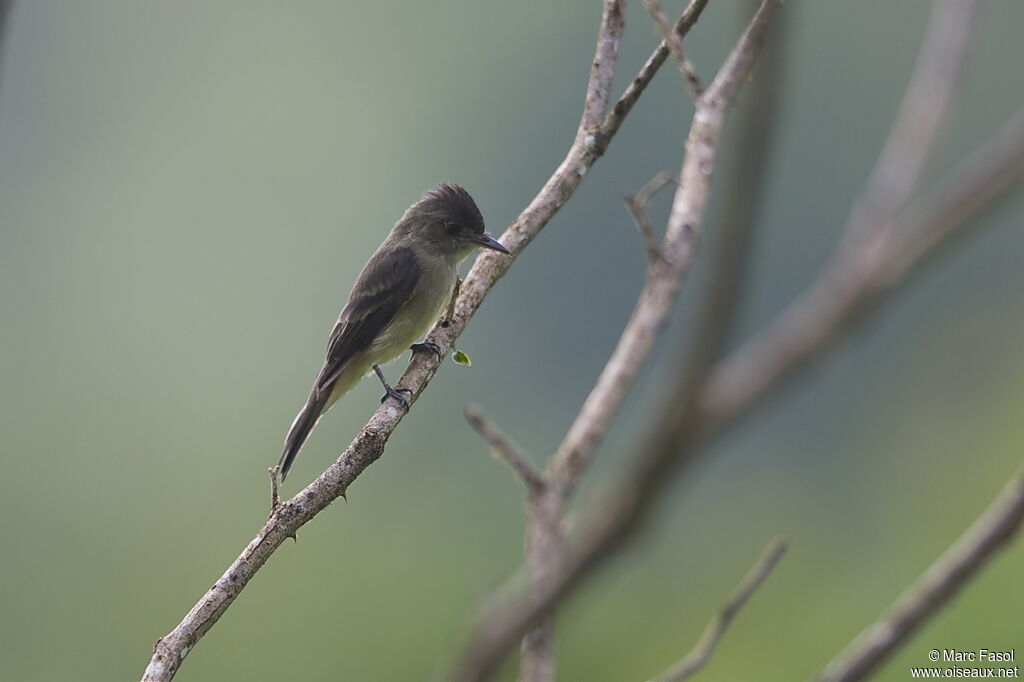 Northern Tropical Peweeadult, habitat, fishing/hunting