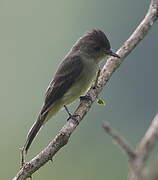 Northern Tropical Pewee