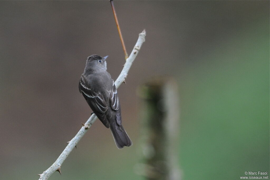 Alder Flycatcheradult, identification