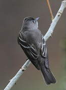 Alder Flycatcher