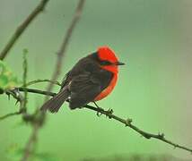 Darwin's Flycatcher