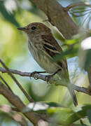 Bran-colored Flycatcher