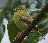 Flavescent Flycatcher