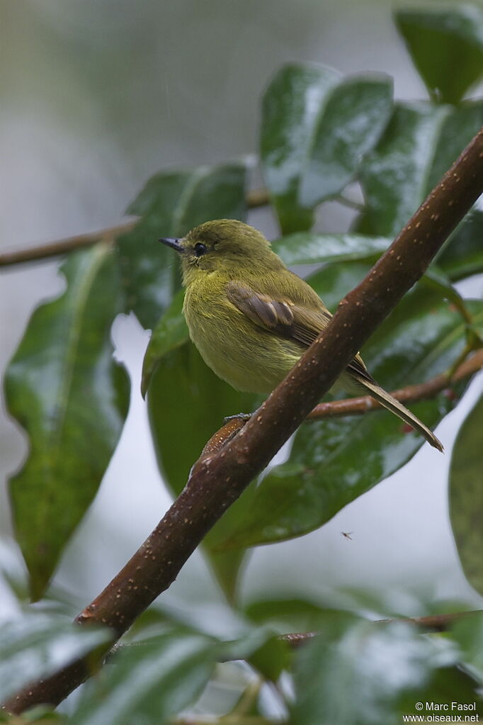 Flavescent Flycatcheradult, identification