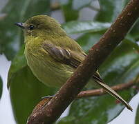 Flavescent Flycatcher