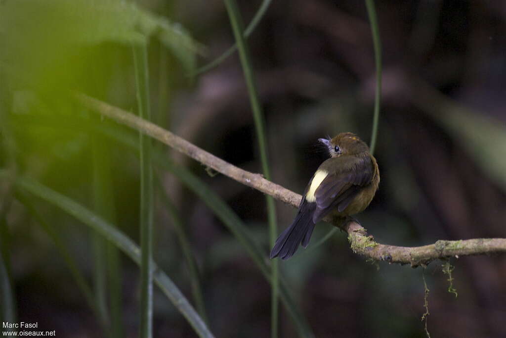 Tawny-breasted Myiobiusadult, identification