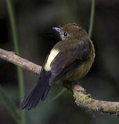 Tawny-breasted Myiobius