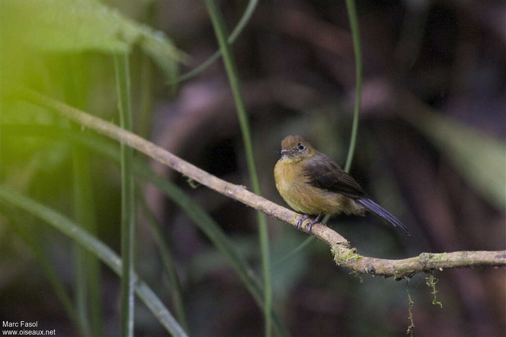 Tawny-breasted Myiobiusadult