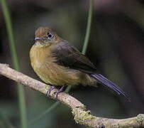 Tawny-breasted Myiobius