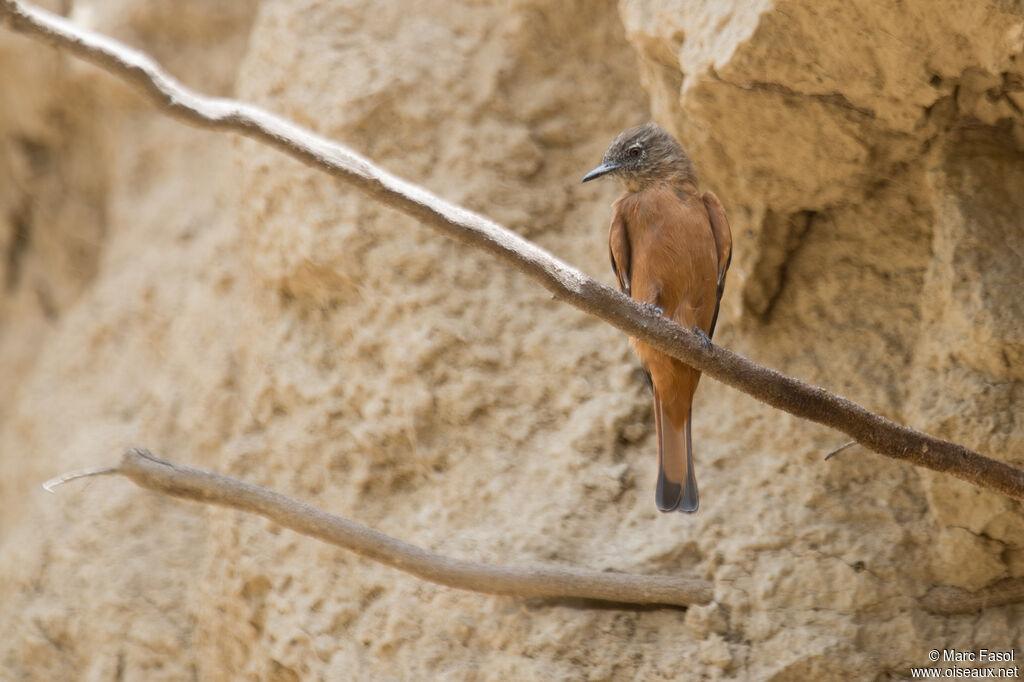 Moucherolle hirondelleadulte, pêche/chasse