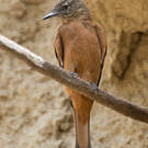 Moucherolle hirondelle