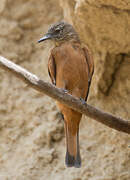 Cliff Flycatcher