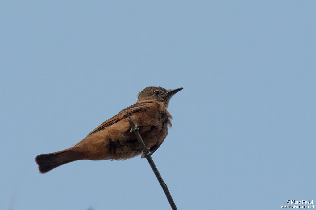 Cliff Flycatcheradult, identification, fishing/hunting