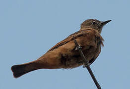 Cliff Flycatcher