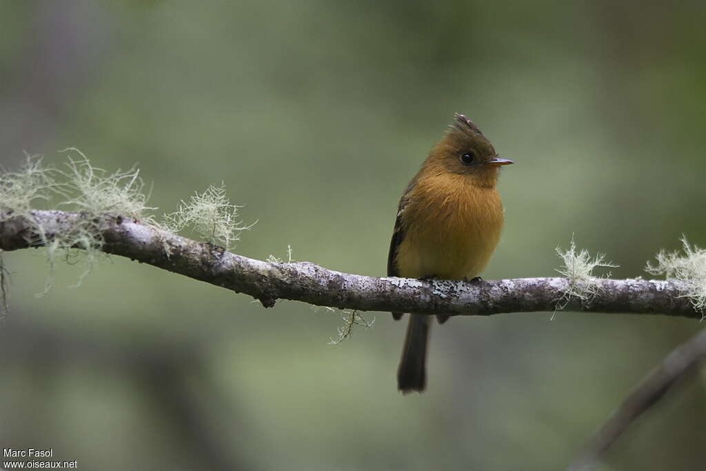 Northern Tufted Flycatcheradult, close-up portrait