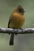 Northern Tufted Flycatcher