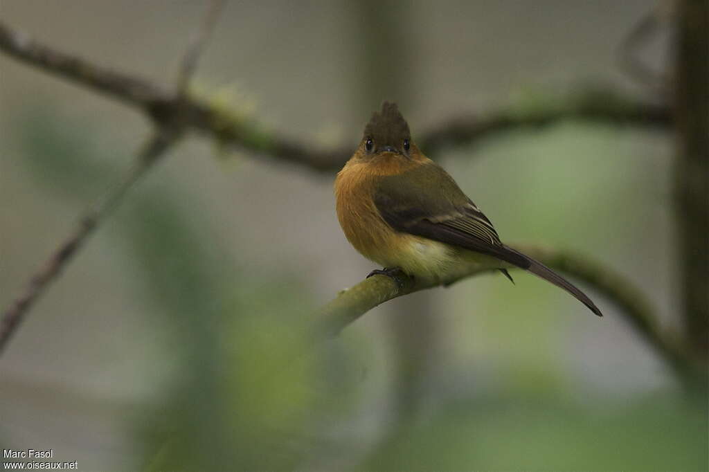 Northern Tufted Flycatcheradult, identification