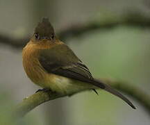 Northern Tufted Flycatcher