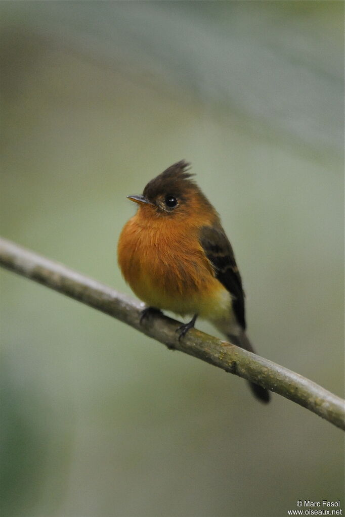 Northern Tufted Flycatcheradult, identification