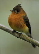 Northern Tufted Flycatcher