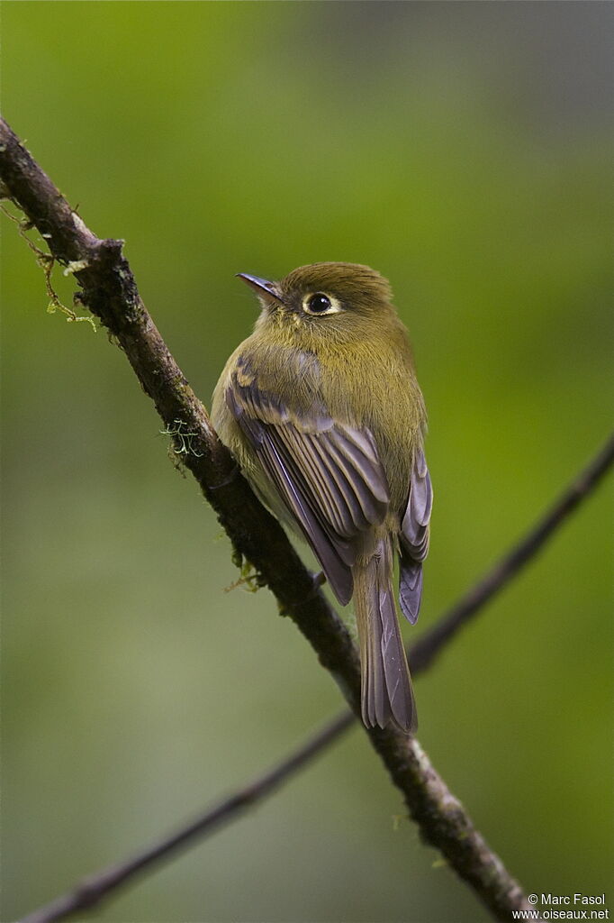 Moucherolle jaunâtreadulte, identification