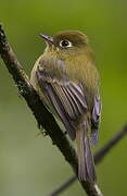 Yellowish Flycatcher