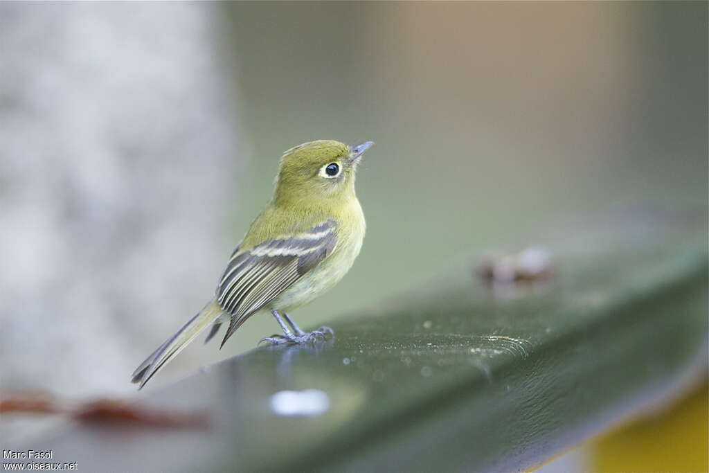 Yellowish Flycatcheradult, identification, pigmentation