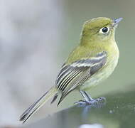 Yellowish Flycatcher