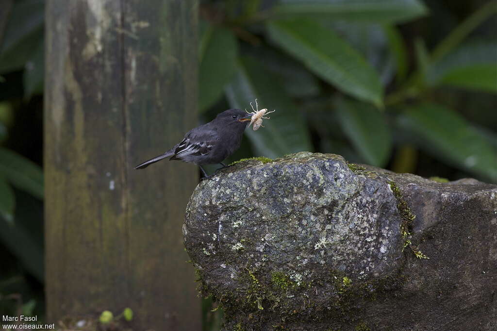 Black Phoebeadult, feeding habits