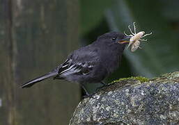 Black Phoebe