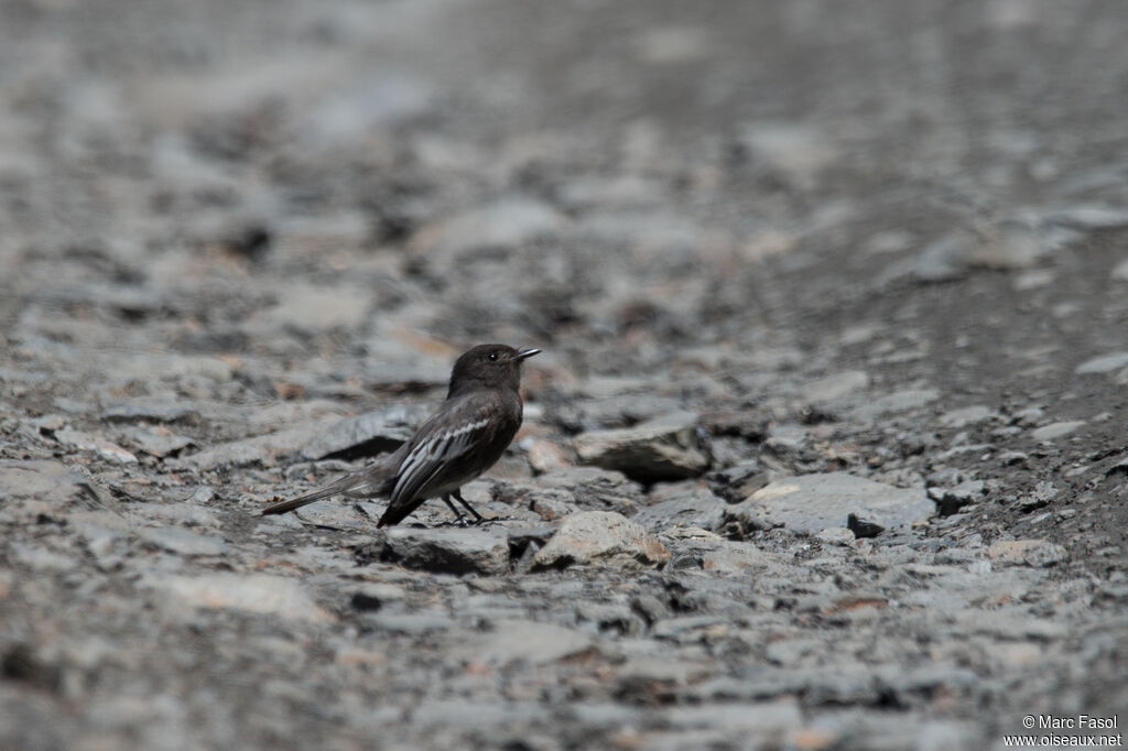 Black Phoebeadult, identification