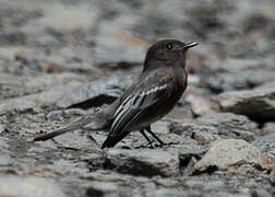 Black Phoebe