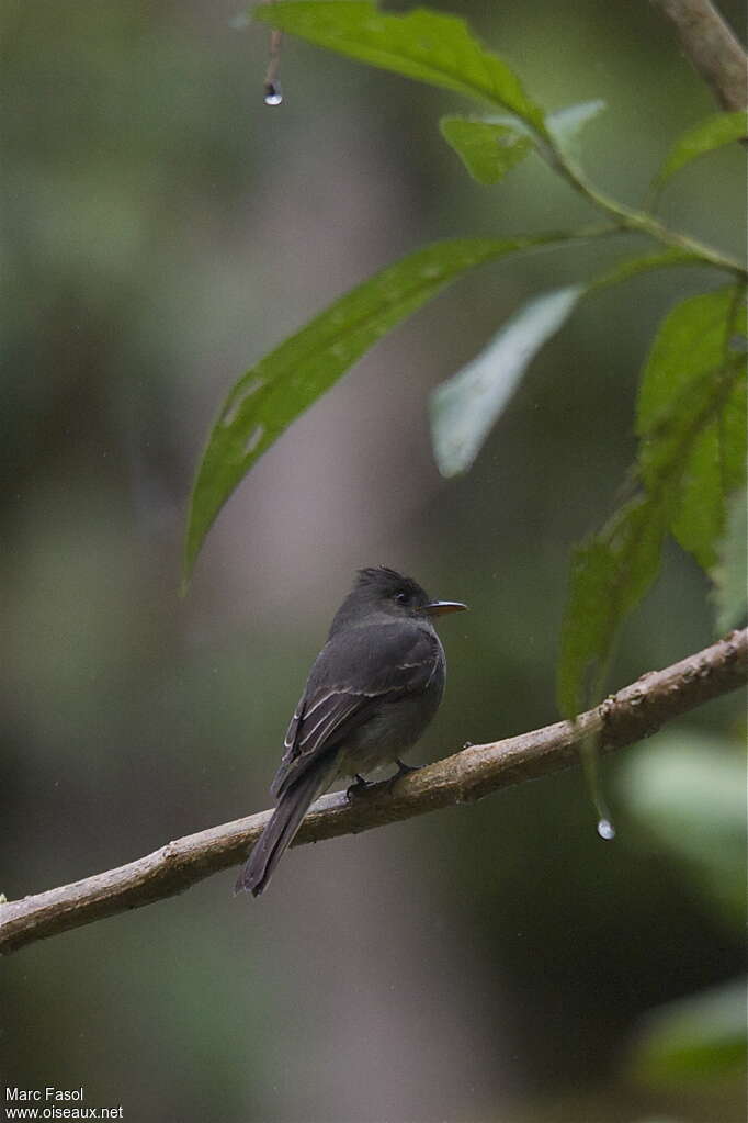 Dark Peweeadult, identification