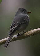 Dark Pewee