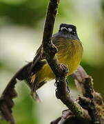 Ornate Flycatcher