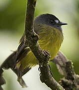 Ornate Flycatcher